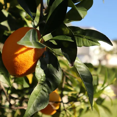 Nature Retreat In The Sierra Bermej * Genalguacil